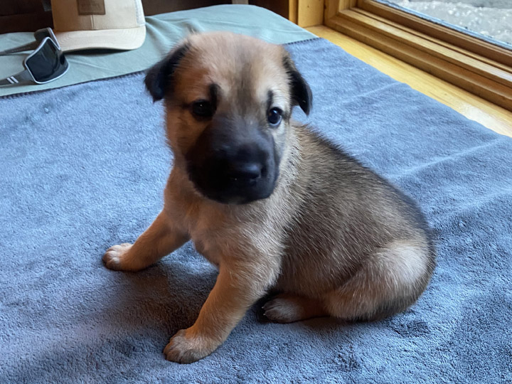 chinook puppy